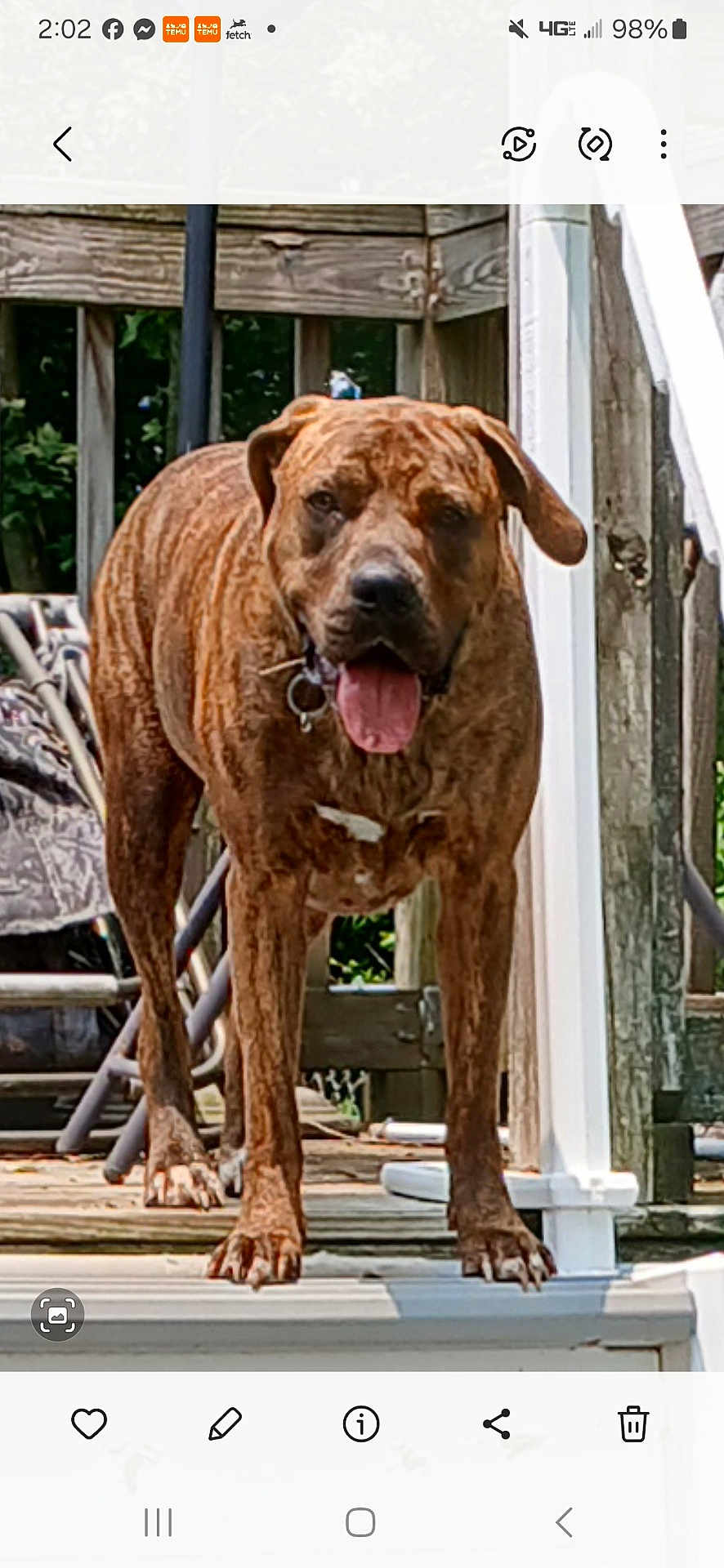 Stella