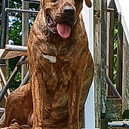 Stella is registered to the contest to win money with this photo: dog, brindle, pet, outdoor, porch, tongue_out, sitting, wooden_railing, sunny_day, happy, canine, animal, domestic_animal, daylight, relaxed, steps, nature, fur, muzzle, ears
