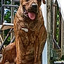 dog, brindle, pet, outdoor, porch, tongue_out, sitting, wooden_railing, sunny_day, happy, canine, animal, domestic_animal, daylight, relaxed, steps, nature, fur, muzzle, ears