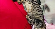 Caramel participe au concours pour gagner de l'argent avec cette photo : animal, cat, closeup, ears, green_clothing, indoor, lap, lying_down, paws, person, pet, portrait, red_clothing, relaxed, sleeping, snack_bag, striped_fur, tabby_cat, tail, whiskers