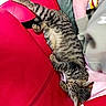Caramel participe au concours pour gagner de l'argent avec cette photo : cat, tabby_cat, pet, animal, sleeping, relaxed, striped_fur, whiskers, ears, tail, paws, lying_down, lap, person, red_clothing, green_clothing, snack_bag, indoor, closeup, portrait