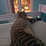 cat, tabby_cat, striped_fur, pet, animal, bed, bedroom, window, night, evening, city, street, buildings, warm_lighting, indoors, resting, lying_down, back_view, whiskers, cozy