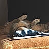 Caramel participe au concours pour gagner de l'argent avec cette photo : cat, tabby, pet, animal, sleeping, relaxed, lying_down, upside_down, paws, fur, striped, couch, sofa, blanket, indoor, home, cozy, warm_lighting, portrait, funny_pose