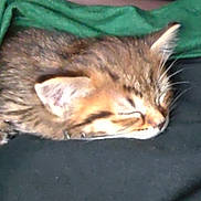 Caramel a rejoint le concours — aidez-le/la à gagner de superbes lots ! cat, kitten, sleeping, sleepy, animal, fur, whiskers, ears, face, close_up, blanket, green_blanket, black_fabric, cozy, indoors, resting, cuddling, cute, portrait, soft_lighting