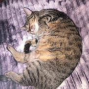 Caramel a rejoint le concours — aidez-le/la à gagner de superbes lots ! animal, brown, cat, cozy, curled_up, ears, fur, gray, indoors, paws, pet, portrait, purple_blanket, relaxed, sleeping, striped, tabby_cat, tail, whiskers, white