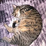 animal, brown, cat, cozy, curled_up, ears, fur, gray, indoors, paws, pet, portrait, purple_blanket, relaxed, sleeping, striped, tabby_cat, tail, whiskers, white