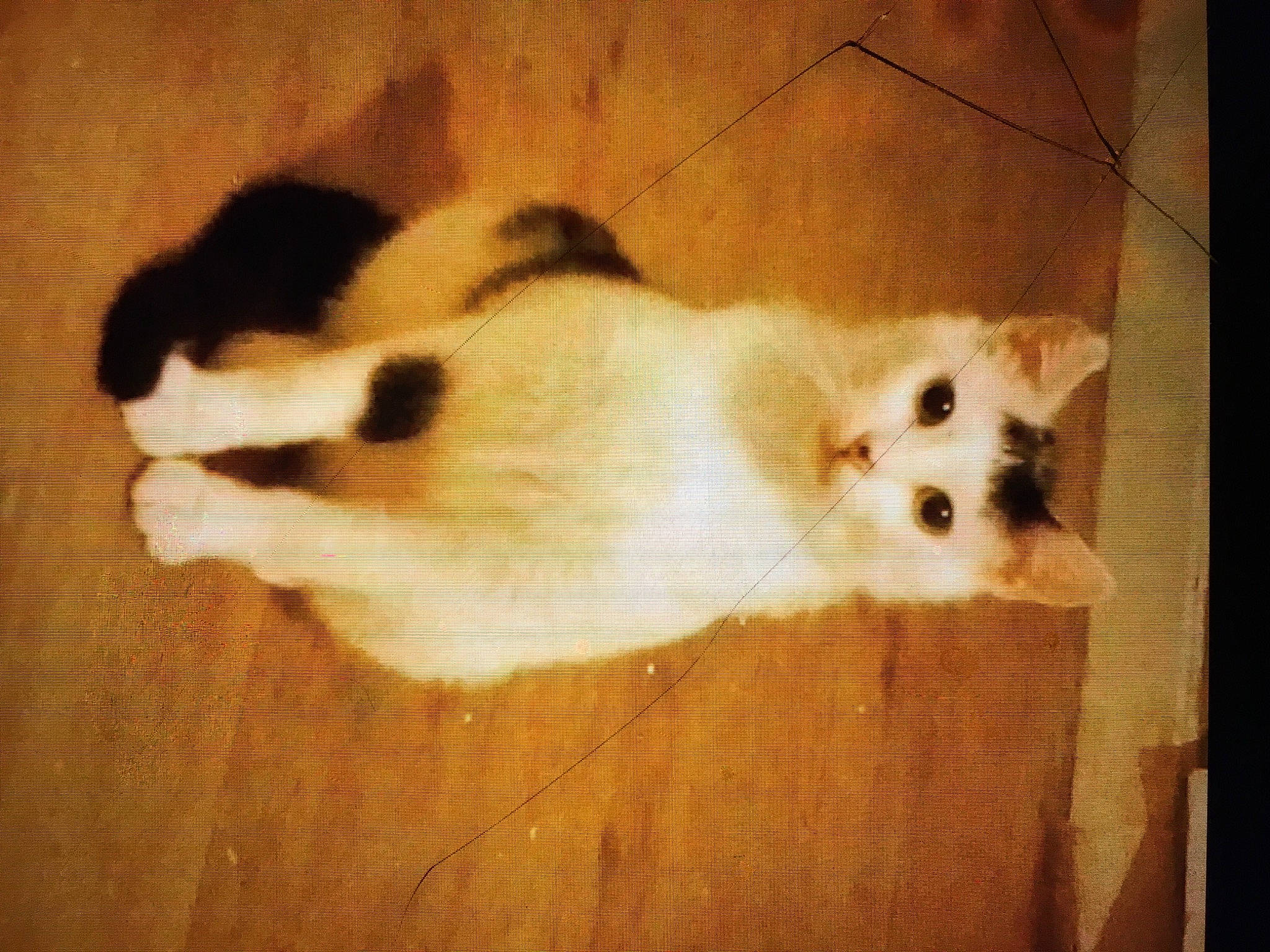 Perlin participe au concours pour gagner de l'argent avec cette photo : canidae, carnivore, cat, comfort, companion_dog, dog_breed, domestic_short_haired_cat, fawn, felidae, flooring, fur, hardwood, paw, small_to_medium_sized_cats, snout, sporting_group, tail, terrestrial_animal, whiskers, wood