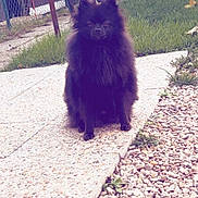 Appy a rejoint le concours — aidez-le/la à gagner de superbes lots ! dog, black_dog, fluffy, sitting, backyard, grass, stone_pathway, pebbles, fence, garden, outdoor, pet, animal, nature, daylight, quiet, small_dog, portrait, fur, yard