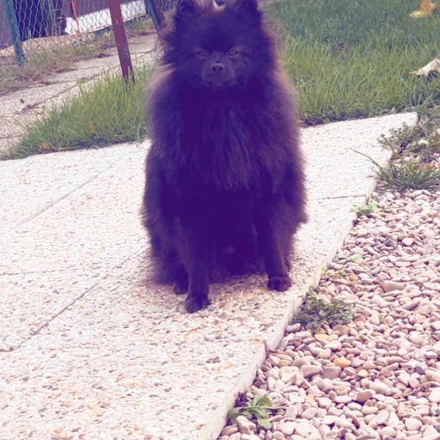 Appy a rejoint le concours — aidez-le/la à gagner de superbes lots ! animal, backyard, black_dog, daylight, dog, fence, fluffy, fur, garden, grass, nature, outdoor, pebbles, pet, portrait, quiet, sitting, small_dog, stone_pathway, yard