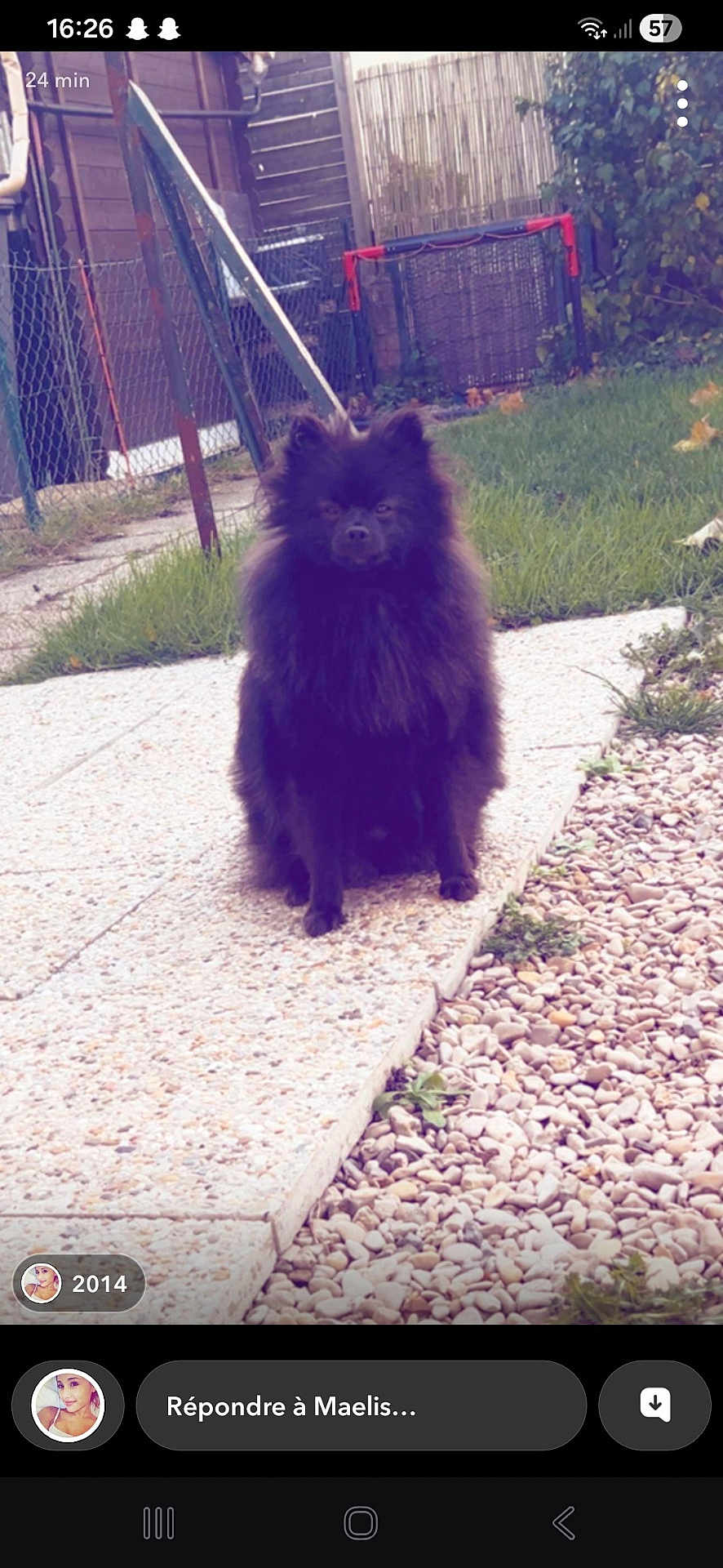 Appy a rejoint le concours — aidez-le/la à gagner de superbes lots ! dog, black_dog, fluffy, sitting, backyard, grass, stone_pathway, pebbles, fence, garden, outdoor, pet, animal, nature, daylight, quiet, small_dog, portrait, fur, yard