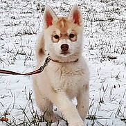 Naya participe au concours pour gagner de l'argent avec cette photo : puppy, dog, snow, outdoor, leash, grass, walking, animal, young, cute, fur, mammal, pet, playful, winter, nature, cold, canine, field, walking_dog