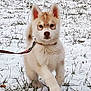 puppy, dog, snow, outdoor, leash, grass, walking, animal, young, cute, fur, mammal, pet, playful, winter, nature, cold, canine, field, walking_dog