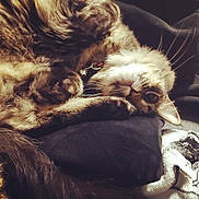 Rusty is registered to the contest to win money with this photo: cat, tabby, feline, pet, sleepy, cozy, fur, whiskers, paws, collar, indoor, cushion, blanket, resting, relaxed, cute, animal, mammal, soft, closeup