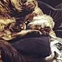 cat, tabby, feline, pet, sleepy, cozy, fur, whiskers, paws, collar, indoor, cushion, blanket, resting, relaxed, cute, animal, mammal, soft, closeup