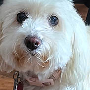 Luna is registered to the contest to win money with this photo: dog, white_dog, fluffy, pet, close_up, collar, tag, nose, fur, animal, indoor, cute, face, portrait, canine, pet_accessory, looking, domestic_animal, companion, furry