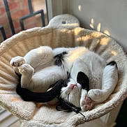 Bandit joined the competition — help win amazing prizes! adorable, animal, black_and_white, cat, cat_bed, cozy, cute, feline, fur, indoor, mammal, paw, pet, relaxed, resting, sleeping, soft, sunlight, whiskers, window