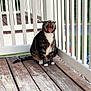cat, tabby_cat, yawning, pet, porch, wooden_deck, railing, white_rail, feline, mammal, outdoor, sitting, mouth_open, teeth, tongue, striped, paws, fur, cute, animal_portrait