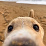 Kovu a rejoint le concours — aidez-le/la à gagner de superbes lots ! dog, closeup, nose, eyes, beach, sand, ocean, whiskers, curious, pet, animal, outdoor, nature, playful, snout, fur, daytime, canine, focus, portrait