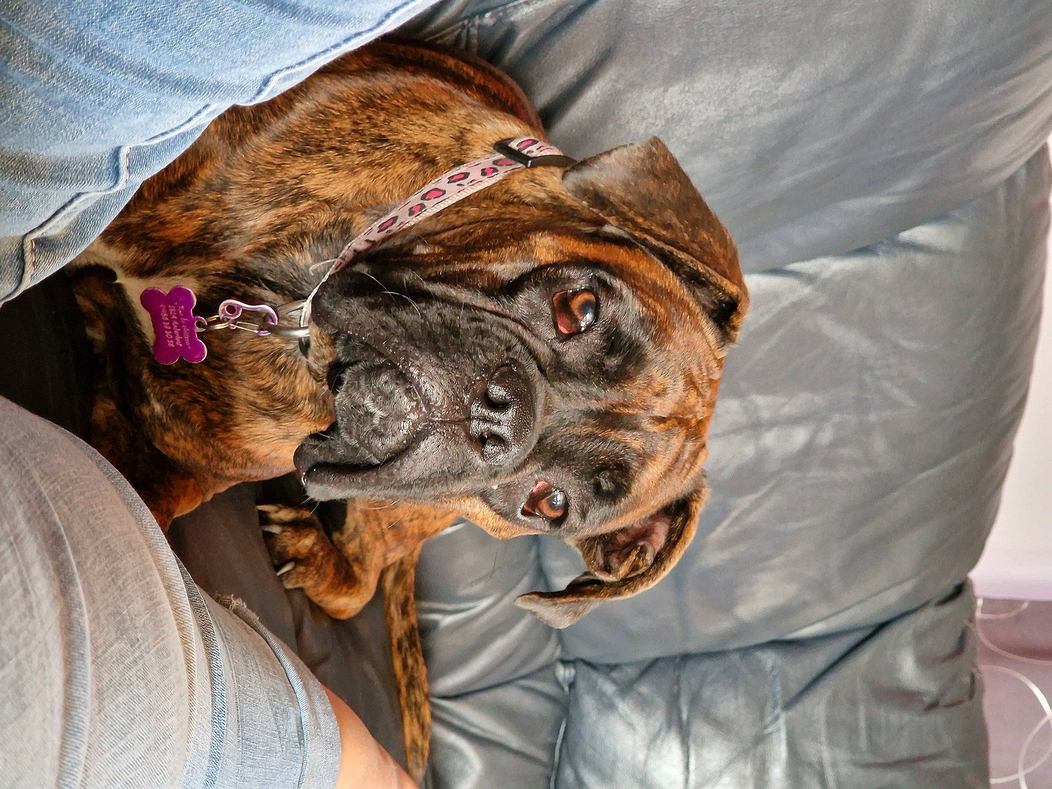 Paillette a rejoint le concours — aidez-le/la à gagner de superbes lots ! canidae, carnivore, collar, companion_dog, dog, dog_breed, ear, fawn, fur, hat, liver, non_sporting_group, sleeve, snout, sporting_group, terrestrial_animal, whiskers, working_animal, wrinkle