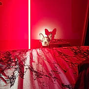 Lilith participe au concours pour gagner de l'argent avec cette photo : dog, bed, blanket, indoor, red_light, shadow, ear, lamp, wall, furniture, pet, peek, curious, cozy, room, marble_pattern, night, lighting, portrait, animal