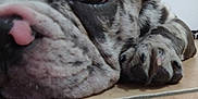 Lilith participe au concours pour gagner de l'argent avec cette photo : dog, close_up, paw, face, eye, fur, tile_floor, resting, sleepy, pet, animal, indoor, black_and_white, wrinkles, nose, cute, laying_down, domestic_animal, muzzle, relaxed