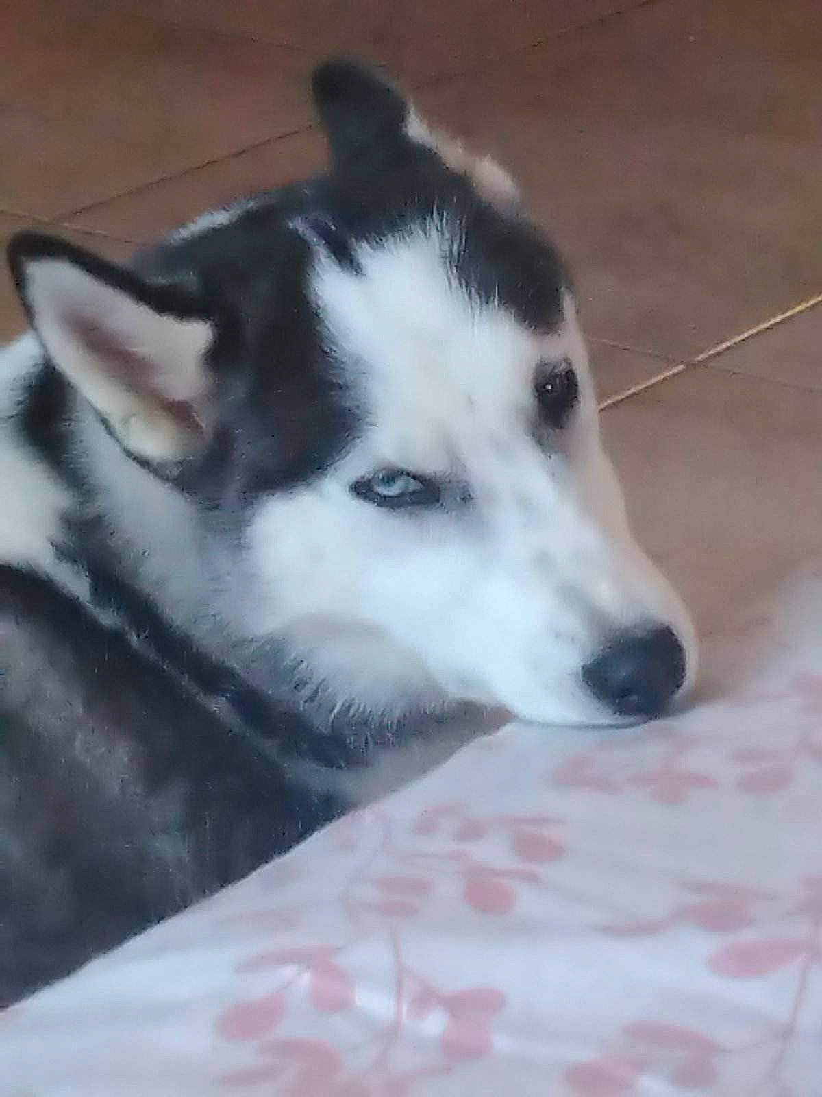 Lou participe au concours pour gagner de l'argent avec cette photo : ancient_dog_breeds, canidae, carnivore, companion_dog, dog, dog_breed, foot, fur, herding_dog, non_sporting_group, siberian_husky, sled_dog, snout, sporting_group, terrestrial_animal, whiskers, working_animal, working_dog