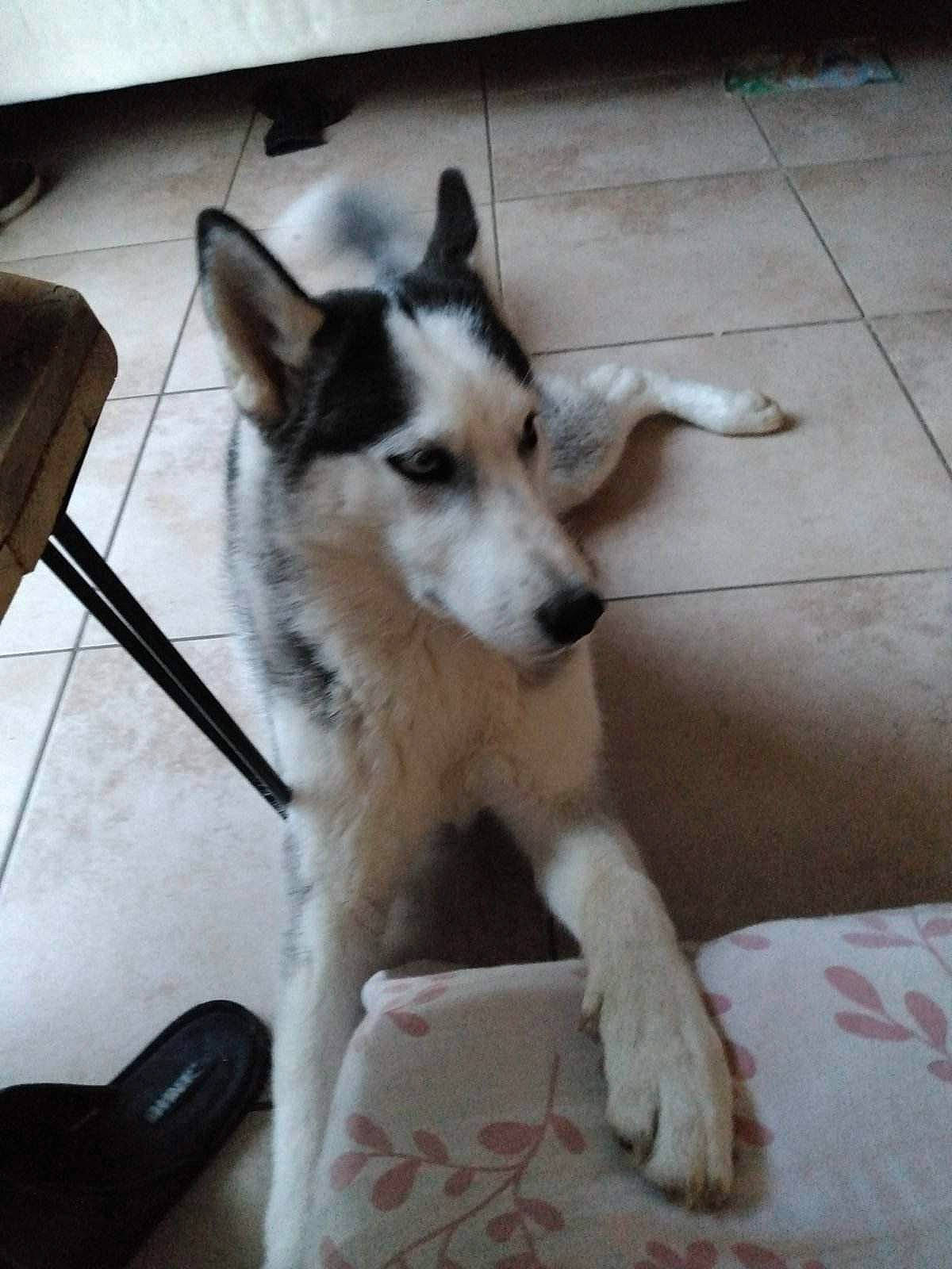 Lou a rejoint le concours — aidez-le/la à gagner de superbes lots ! ancient_dog_breeds, canidae, carnivore, companion_dog, dog, dog_breed, floor, flooring, fur, hardwood, herding_dog, mobile_phone, sled_dog, snout, sporting_group, tail, terrestrial_animal, wood, working_animal, working_dog