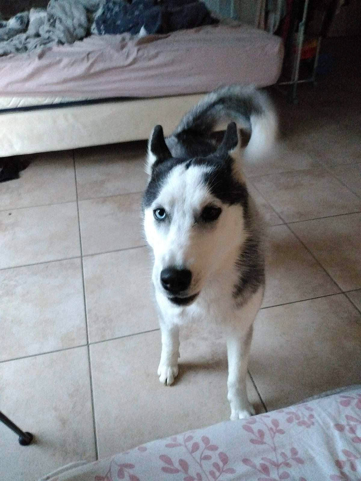 Lou participe au concours pour gagner de l'argent avec cette photo : ancient_dog_breeds, border_collie, canidae, carnivore, companion_dog, dog, dog_breed, floor, flooring, fur, herding_dog, non_sporting_group, paw, puppy, siberian_husky, sled_dog, snout, tail, working_animal, working_dog