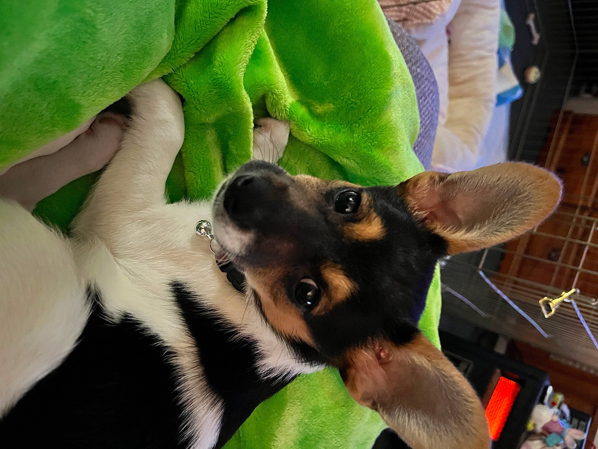 Callie joined the competition — help win amazing prizes! canidae, carnivore, comfort, companion_dog, dog, dog_breed, ear, fawn, fur, german_shepherd_dog, gesture, guard_dog, paw, snout, sporting_group, toy_dog, whiskers, working_animal, working_dog, wrist