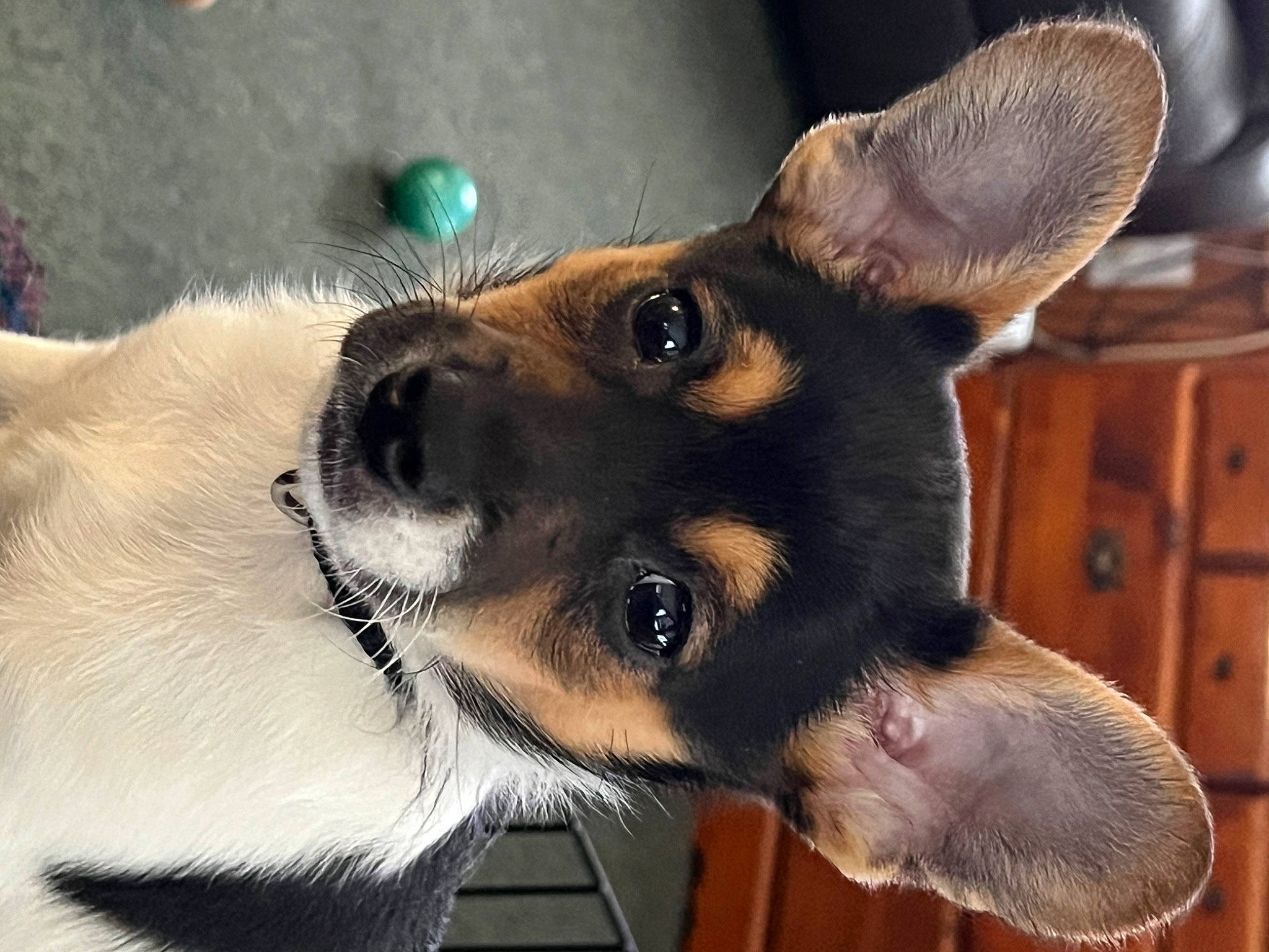 Callie is registered to the contest to win money with this photo: canidae, carnivore, collar, companion_dog, dog, dog_breed, dog_collar, dog_supply, ear, fawn, fur, jaw, paw, snout, sporting_group, terrestrial_animal, toy_dog, whiskers, working_animal, working_dog