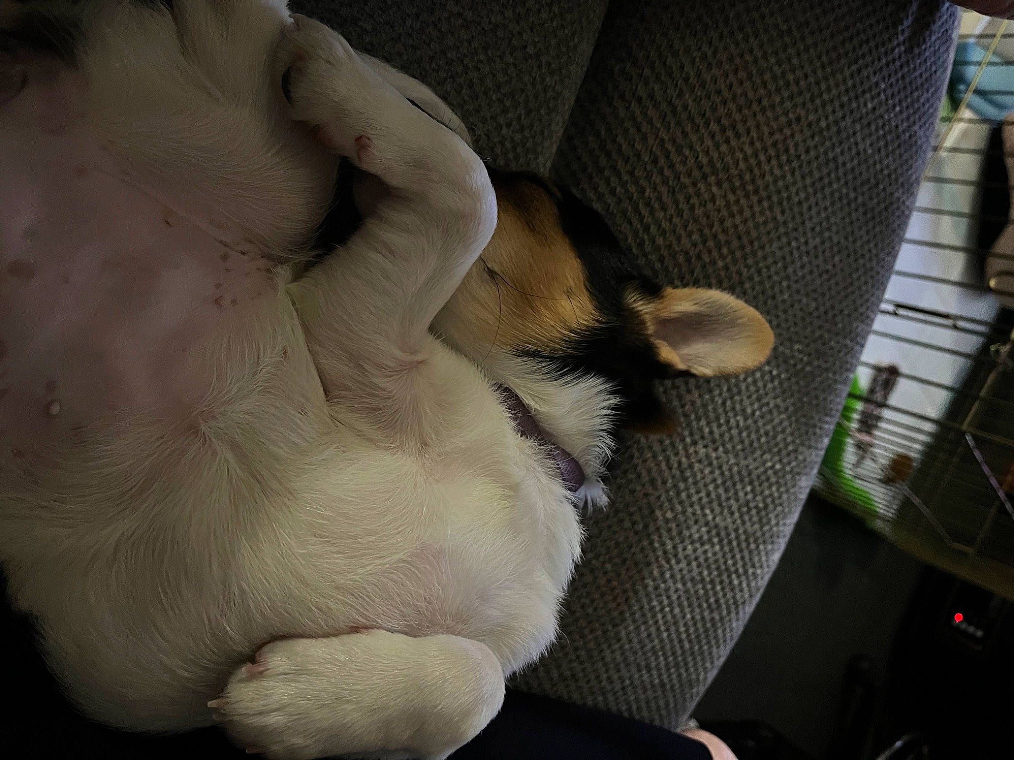 Callie joined the competition — help win amazing prizes! abdomen, art, chest, comfort, companion_dog, dog_breed, fawn, felidae, foot, fur, gesture, human_leg, nail, paw, sculpture, sporting_group, stuffed_toy, tail, trunk, whiskers