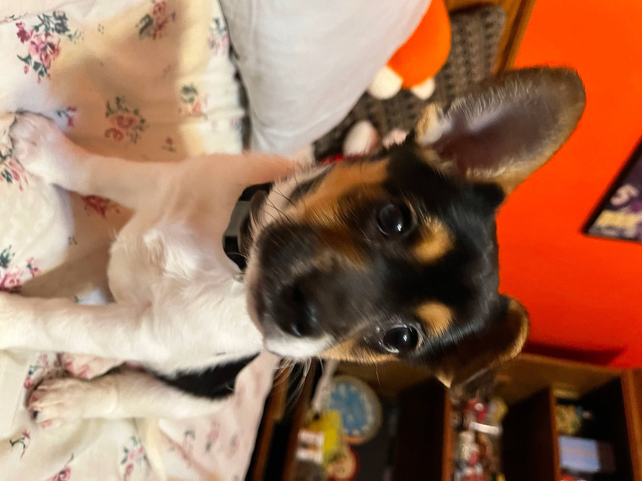 Callie joined the competition — help win amazing prizes! canidae, carnivore, collar, companion_dog, dog, dog_breed, dog_collar, ear, fawn, fur, german_shepherd_dog, guard_dog, law_enforcement, sporting_group, whiskers, window, working_animal, working_dog