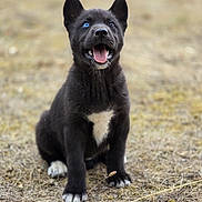 Luna participe au concours pour gagner de l'argent avec cette photo : puppy, dog, black_dog, blue_eye, white_chest_patch, sitting, tongue_out, outdoor, grass, animal, cute, pet, young_dog, happy, nature, mammal, canine, playful, fur, ears_up