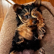 Abigaëlle a rejoint le concours — aidez-le/la à gagner de superbes lots ! dog, puppy, paw, fur, cute, lying_down, brown, knitted_surface, floor, wooden_floor, close_up, pet, animal, indoor, cozy, small_dog, playful, resting, black_fur, tan_fur