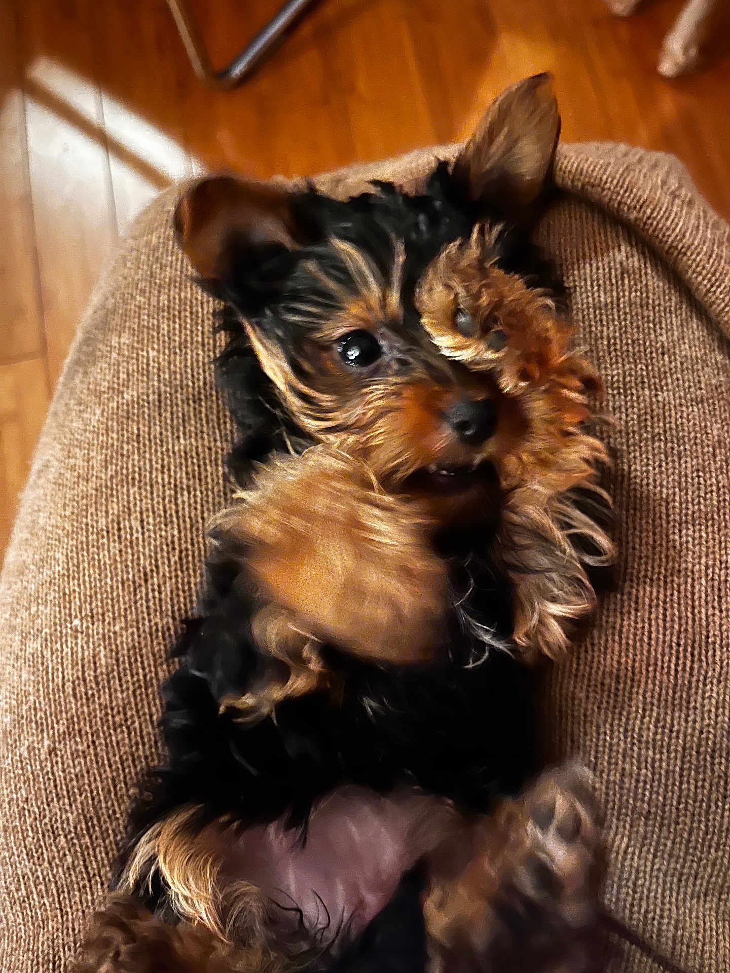 Abigaëlle a rejoint le concours — aidez-le/la à gagner de superbes lots ! dog, puppy, paw, fur, cute, lying_down, brown, knitted_surface, floor, wooden_floor, close_up, pet, animal, indoor, cozy, small_dog, playful, resting, black_fur, tan_fur
