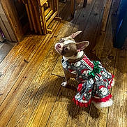 Nali joined the competition — help win amazing prizes! dog, pet, clothing, dress, festive, holiday, santa, wooden_floor, indoor, furniture, curious, brown_and_white, small_dog, ears_up, looking_up, floor, home, cute, animal, domestic