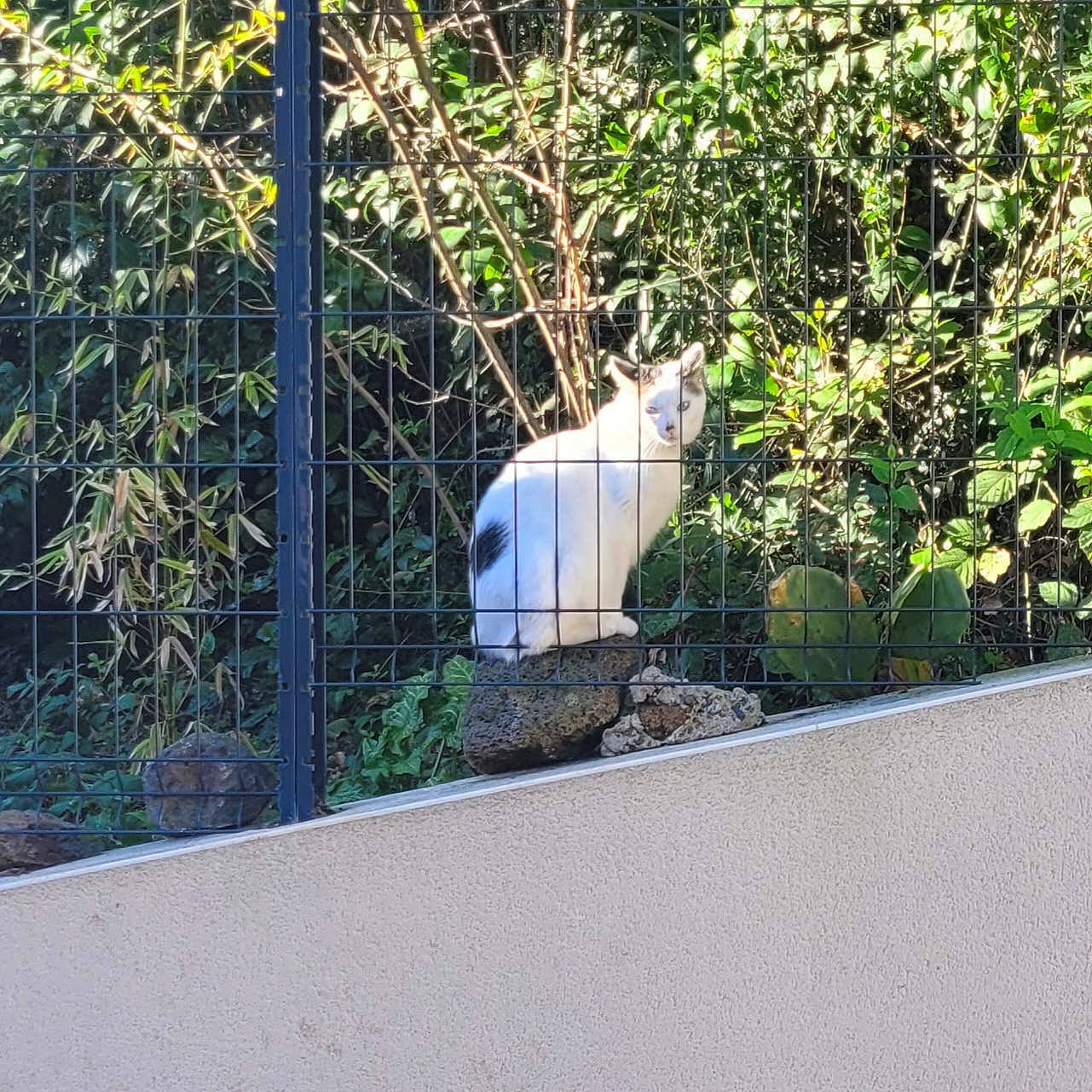 Snow a rejoint le concours — aidez-le/la à gagner de superbes lots ! cat, white_cat, black_markings, animal, pet, sitting, outdoor, garden, fence, wire_fence, greenery, plants, leaves, sunlight, shadows, wildlife, fur, ears, portrait, watching