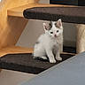 Snow a rejoint le concours — aidez-le/la à gagner de superbes lots ! kitten, cat, white_cat, fluffy, feline, pet, animal, sitting, portrait, indoors, cat_tree, scratching_post, furniture, cute, young_animal, blue_eyes, pink_nose, paws, whiskers, soft_fur