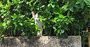 Snow participe au concours pour gagner de l'argent avec cette photo : cat, kitten, white_cat, tabby, animal, pet, outdoor, garden, foliage, leaves, greenery, hedge, vegetation, wall, concrete, nature, camouflage, standing, portrait, sunlight