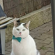 Snow a rejoint le concours — aidez-le/la à gagner de superbes lots ! cat, white_cat, bow_tie, turquoise, animal, pet, outdoor, portrait, sitting, looking_at_camera, window, patio, paving_stones, stone_wall, bamboo_fence, whiskers, ears, fur, daylight, photograph