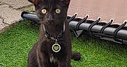 Isis a rejoint le concours — aidez-le/la à gagner de superbes lots ! cat, kitten, black_cat, pet, animal, sitting, outdoor, artificial_grass, patio, backyard, collar, tag, heart_tag, yellow_eyes, pointed_ears, furry, portrait, lounge_chair, stone_paving, garden