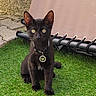 cat, kitten, black_cat, pet, animal, sitting, outdoor, artificial_grass, patio, backyard, collar, tag, heart_tag, yellow_eyes, pointed_ears, furry, portrait, lounge_chair, stone_paving, garden