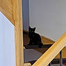 Isis a rejoint le concours — aidez-le/la à gagner de superbes lots ! black_cat, cat, animal, pet, staircase, stairs, indoor, home, wood, wooden_railing, landing, sitting, looking_at_camera, green_eyes, pointed_ears, feline, fur, architecture, portrait, shadow