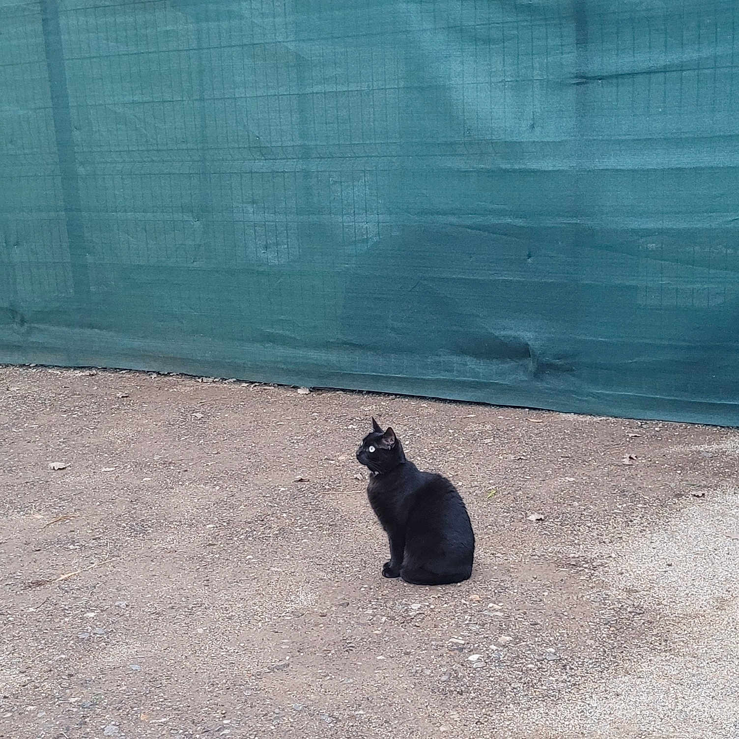 Isis a rejoint le concours — aidez-le/la à gagner de superbes lots ! cat, black_cat, animal, pet, sitting, outdoor, gravel, ground, fence, mesh_fence, green, yard, alert, profile, ears, tail, fur, wildlife, photography, security_guard