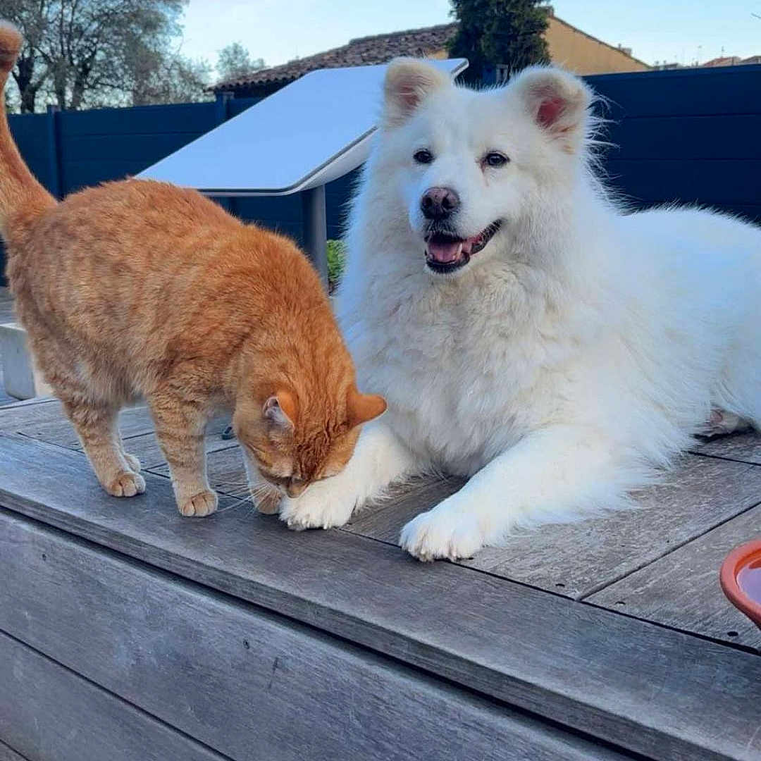 Reine a rejoint le concours — aidez-le/la à gagner de superbes lots ! animal, backyard, cat, curious_cat, dog, fence, furry, happy, nature, orange_cat, outdoor, pet, playful, relaxed, sky, smiling_dog, sunlight, tree, white_dog, wooden_deck