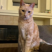 Bunny is registered to the contest to win money with this photo: cat, ginger_cat, pet, feline, indoor, couch, furniture, window, fireplace, wood_floor, living_room, animal, whiskers, ears, sitting, looking, cozy, home, domestic, cute