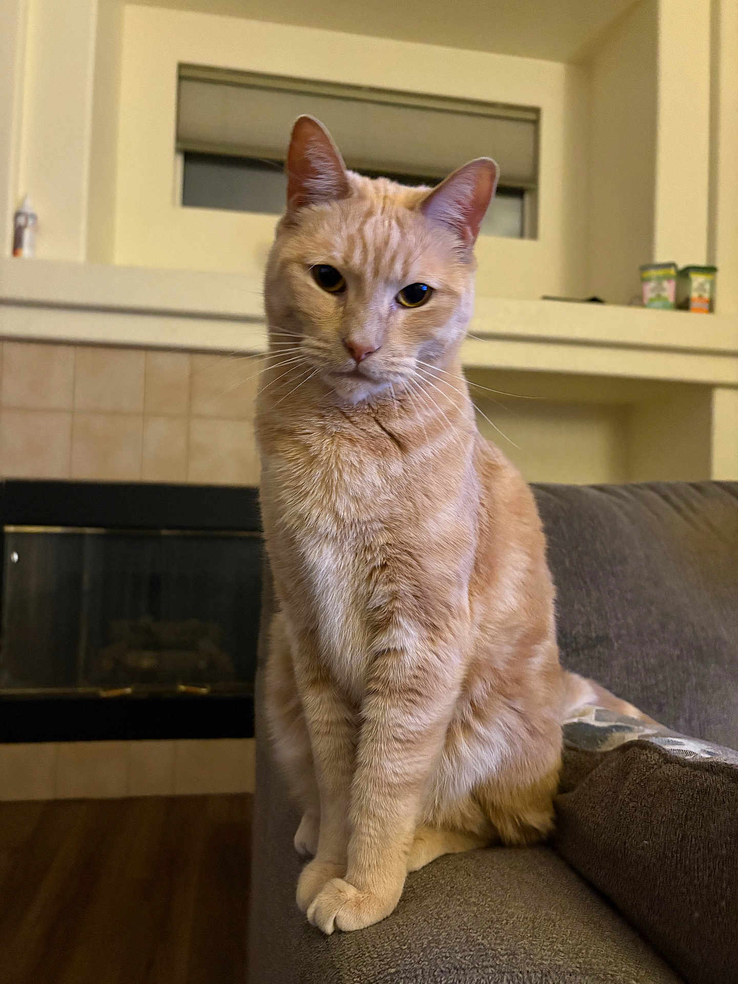 Bunny is registered to the contest to win money with this photo: cat, ginger_cat, pet, feline, indoor, couch, furniture, window, fireplace, wood_floor, living_room, animal, whiskers, ears, sitting, looking, cozy, home, domestic, cute