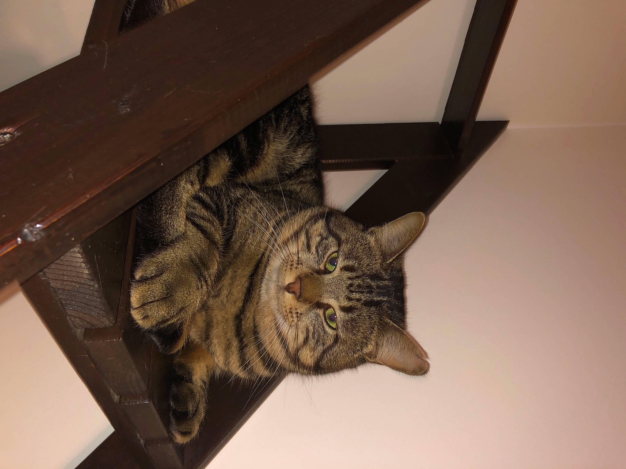 Tigrou participe au concours pour gagner de l'argent avec cette photo : baluster, carnivore, cat, domestic_short_haired_cat, felidae, fur, handrail, small_to_medium_sized_cats, snout, stairs, tabby_cat, terrestrial_animal, toe, vertebrate, whiskers