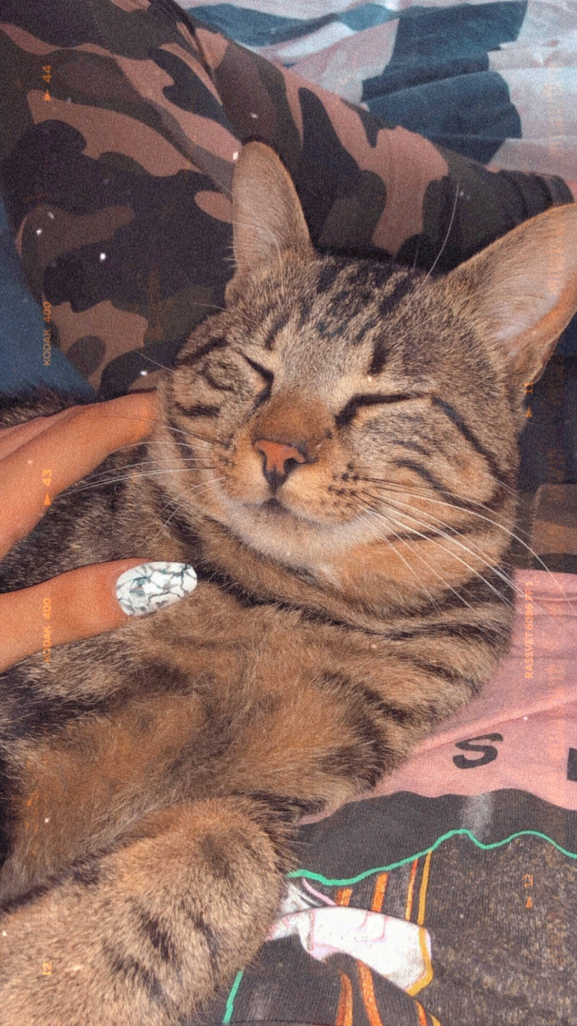 Tigrou participe au concours pour gagner de l'argent avec cette photo : california_spangled, carnivore, cat, domestic_short_haired_cat, felidae, fur, small_to_medium_sized_cats, snout, tabby_cat, vertebrate, whiskers