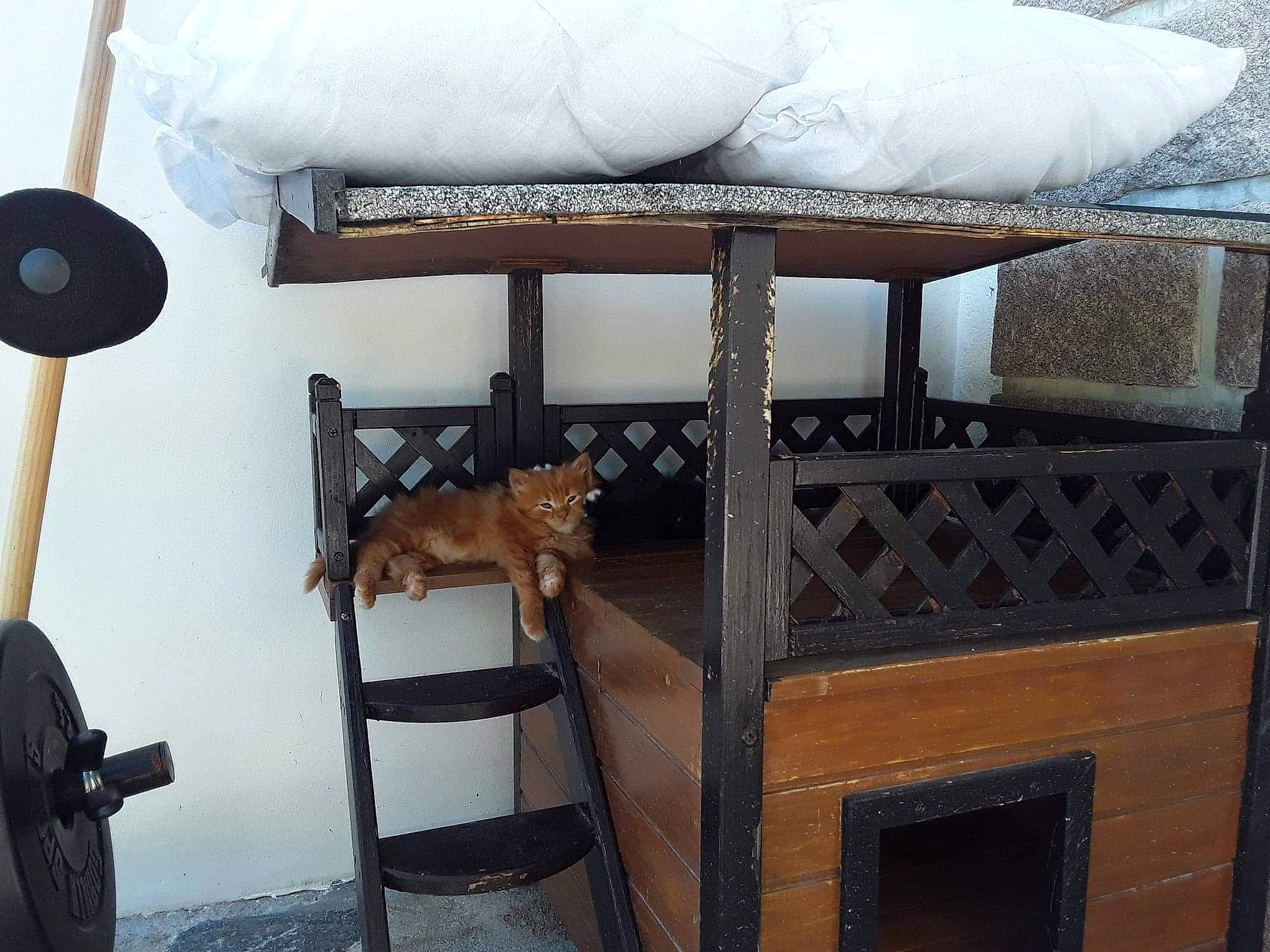 Garfield a rejoint le concours — aidez-le/la à gagner de superbes lots ! iron, liver, pet_supply